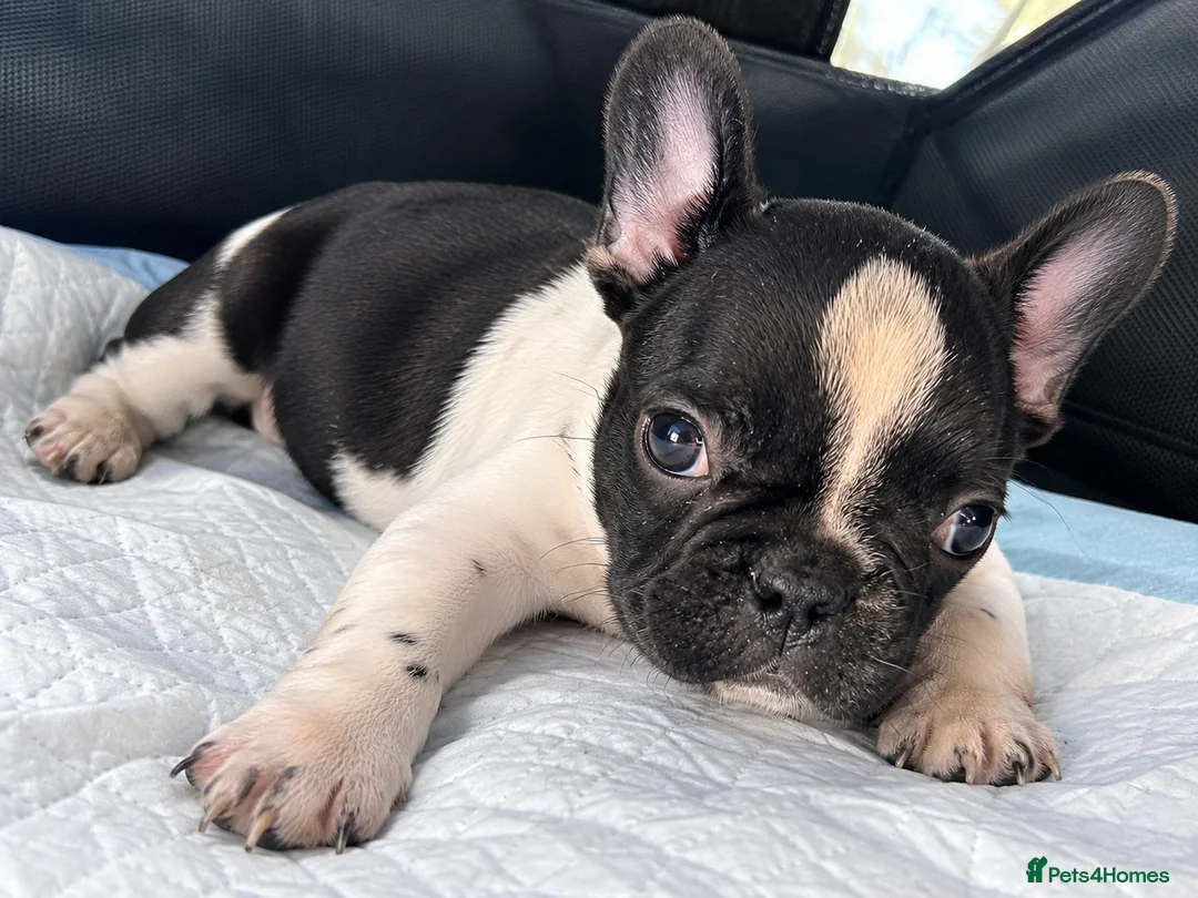 French Bulldog dogs for sale: French bulldog for sale - Advert 1