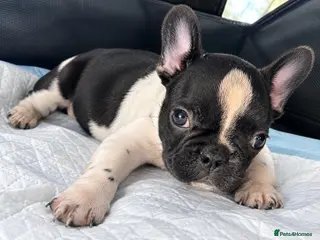 French Bulldog dogs French bulldog for sale - Advert 1