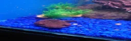 Other/Mixed Breed fish for sale: Full Aquatic Stocklist Manchester Pet's & Aquatics - Advert 4