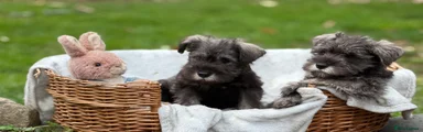 Miniature Schnauzer 2