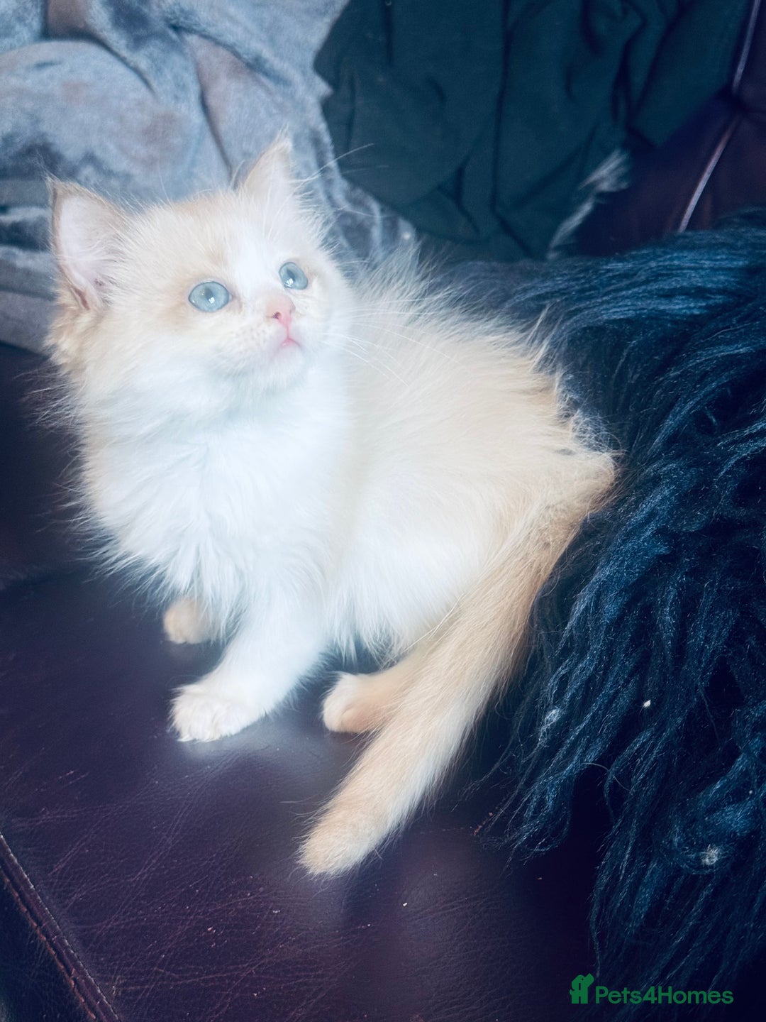 Ragdoll cats for sale: Seal mink female  - Advert 1