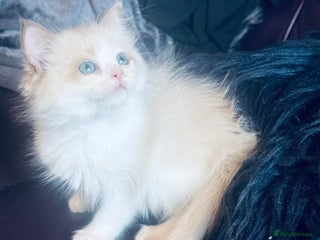 Ragdoll cats Seal mink female - Advert 4