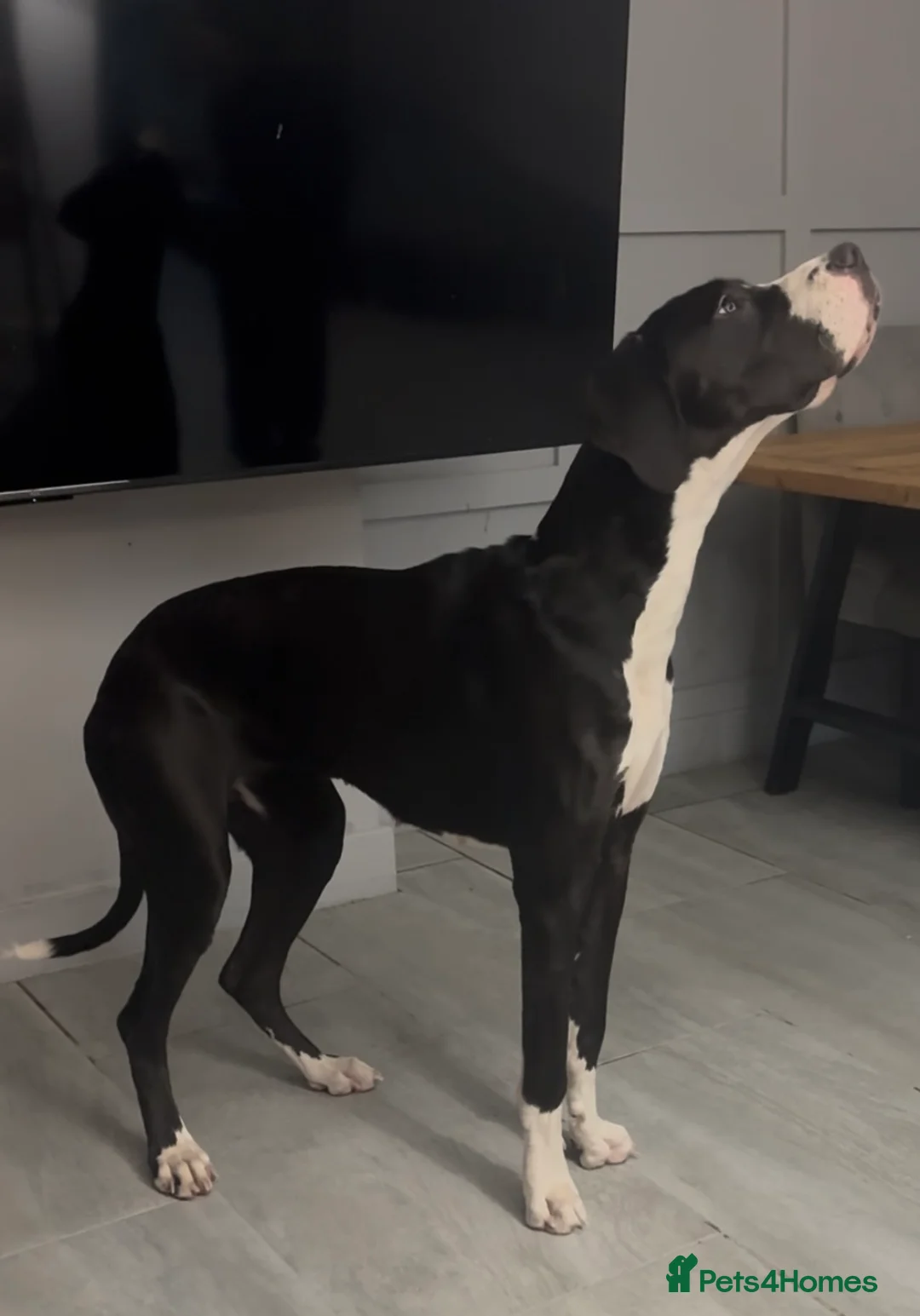 Great Dane dogs for sale: 🏡 Beautiful 13-Month-Old Mantle Great Dane 🤍🖤 - Advert 3
