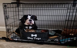 Olde English Bulldogge dogs for stud: Olde English Bulldogge (Black, white and brindle) - Image 15