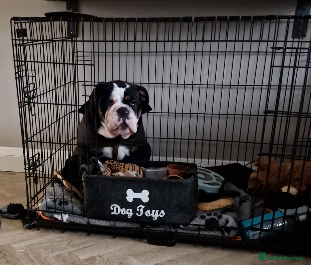 Olde English Bulldogge dogs for stud: Olde English Bulldogge (Black, white and brindle) - Image 15