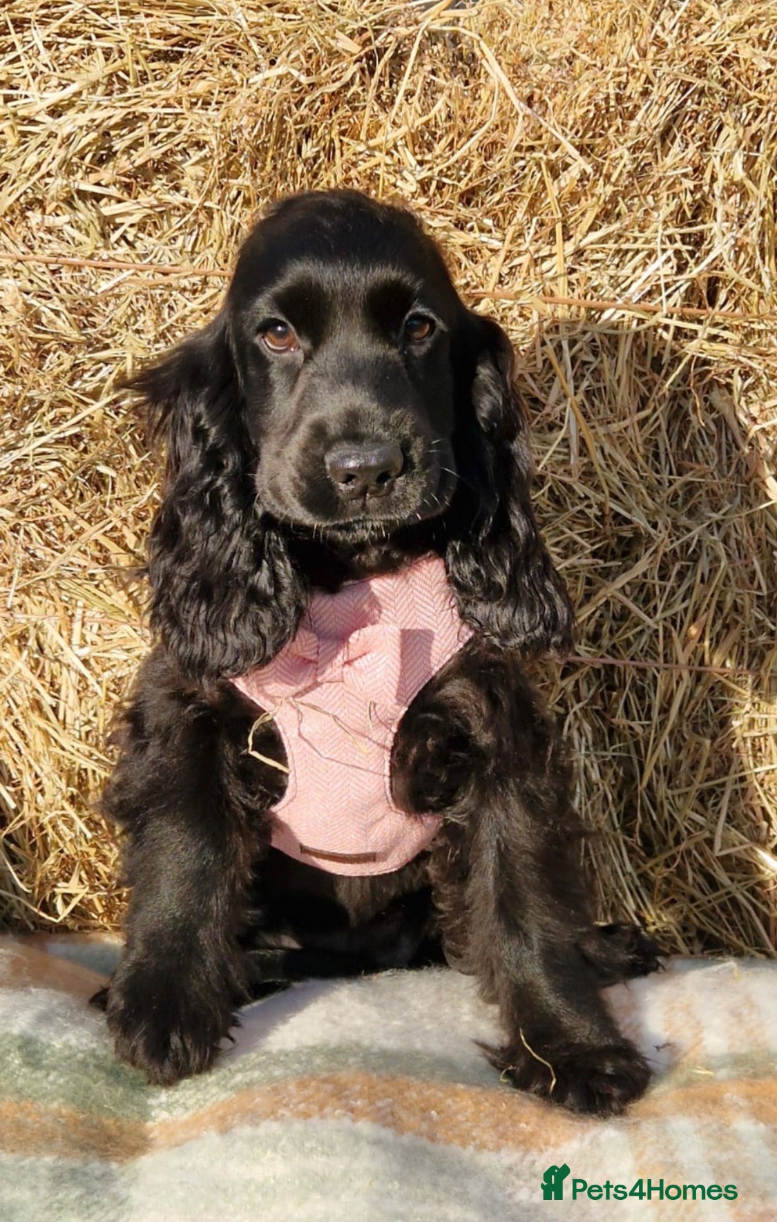 Cocker Spaniel dogs Beautiful Show Cocker Spaniel Puppies  - Advert 1