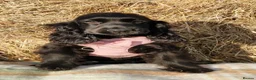 Cocker Spaniel dogs for sale: Beautiful Show Cocker Spaniel Puppies  - Advert 3