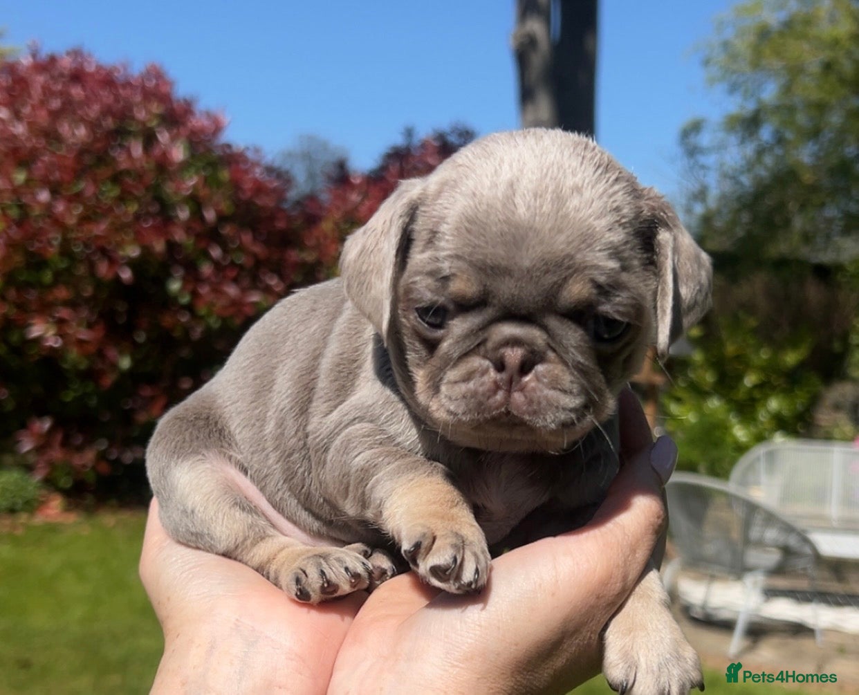 Pug dogs Female Pug puppies  - Advert 3