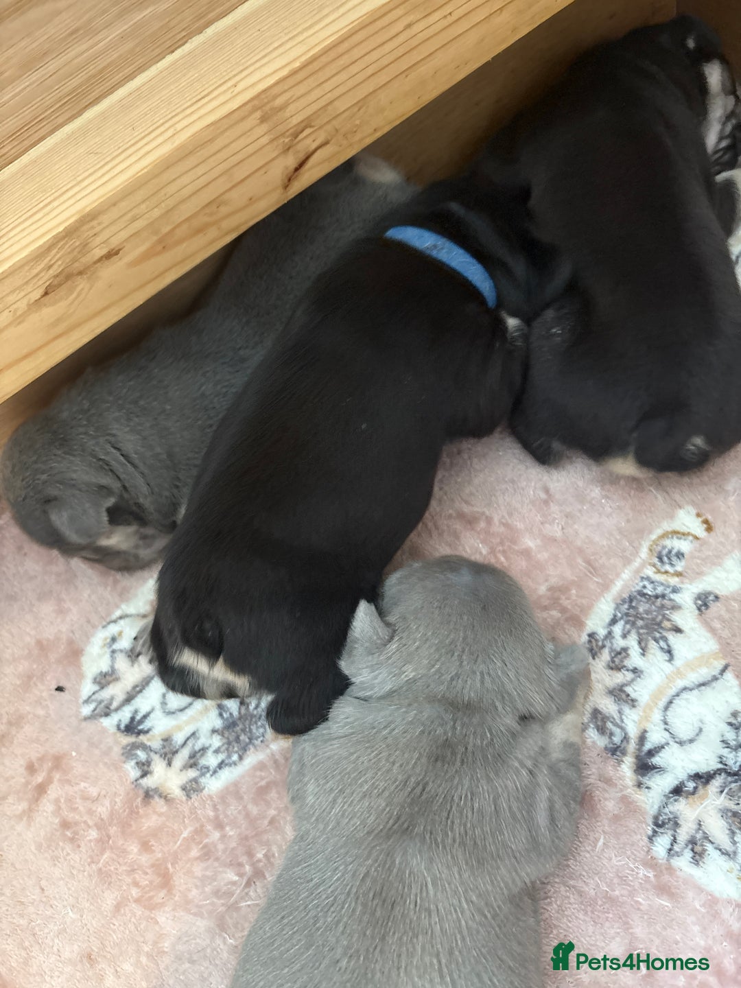 French Bulldog dogs for sale: Beautiful litter of French bulldog pups DWKC  - Advert 9