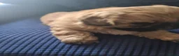 Shih Tzu dogs for sale: Beautiful shihtzu puppies 4 boys. - Advert 9