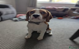 Beagle dogs for stud: KC Registered Beagle for stud - Image 6