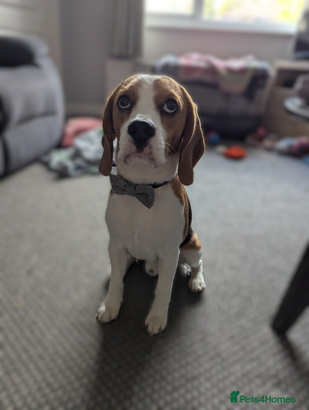 Beagle dogs for stud: KC Registered Beagle for stud - Image 6