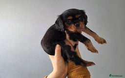 Cavalier King Charles Spaniel dogs for sale: Cavalier King Charles puppy girls - Image 12