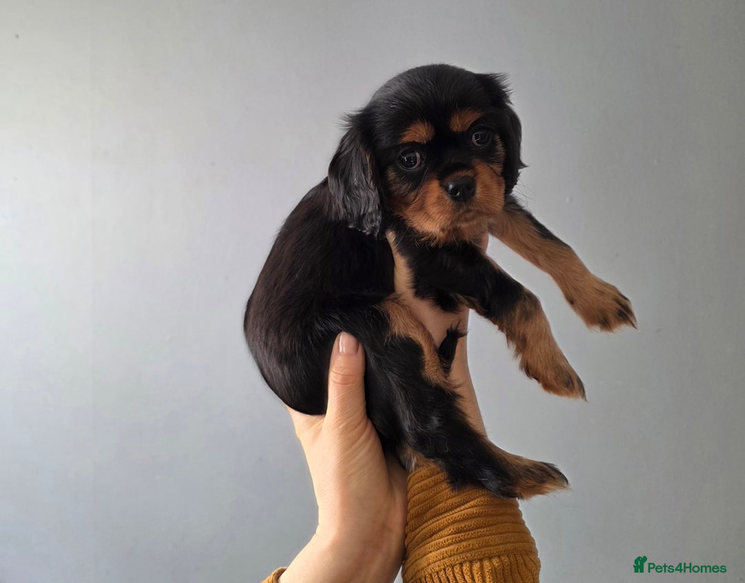 Cavalier King Charles Spaniel dogs for sale: Cavalier King Charles puppy girls - Image 12
