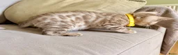 Bengal cats for sale: TICA registered Glitter Bengals  - Advert 6