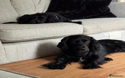 Cocker Spaniel dogs for sale: Litter of cocker spaniels due September  - Image 2