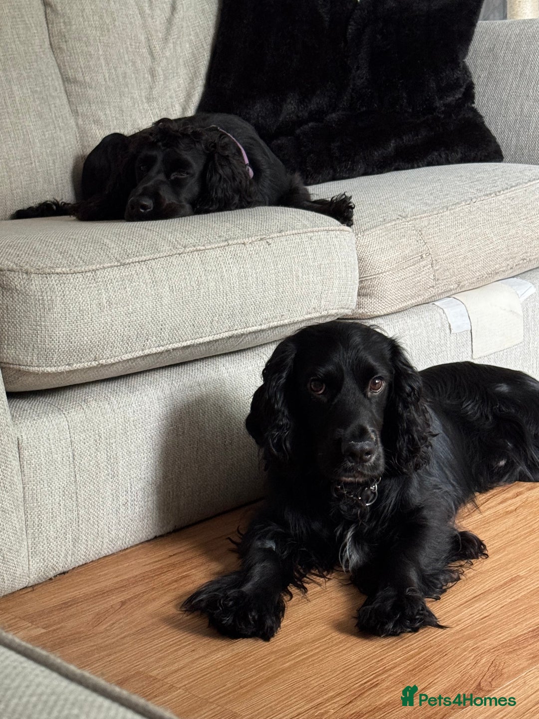 Cocker Spaniel dogs for sale: Litter of cocker spaniels due September  - Image 2