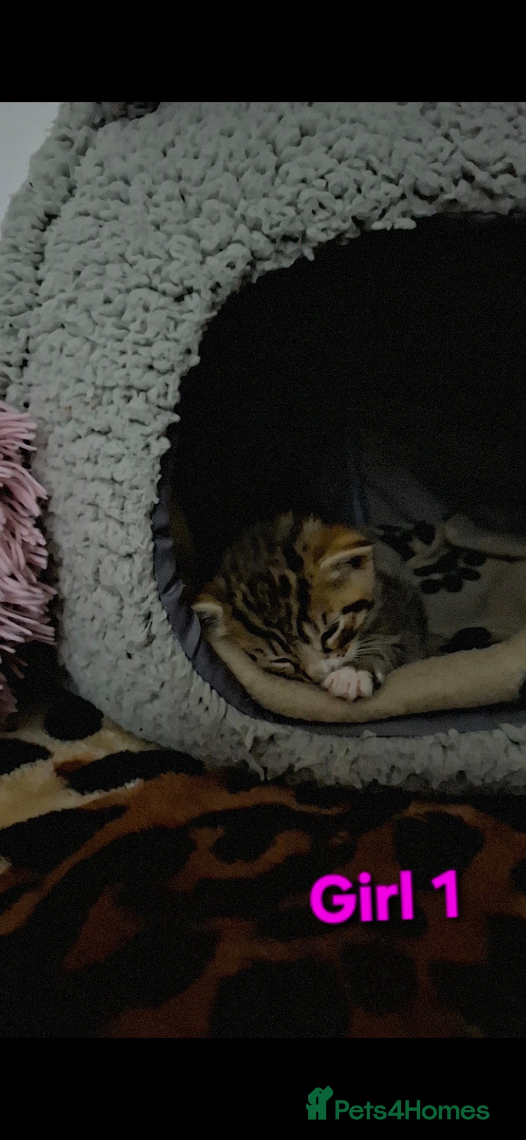 Mixed Breed cats for sale: 3 beautiful kittens for adoption  - Advert 10