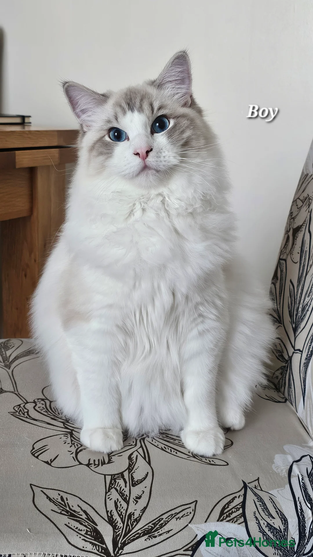 Ragdoll cats for sale: BOY ACTIVE GCCF  - Advert 3