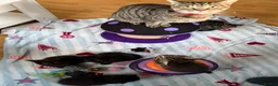 Mixed Breed cats for sale: 5 Beautiful kittens for sale - Advert 10
