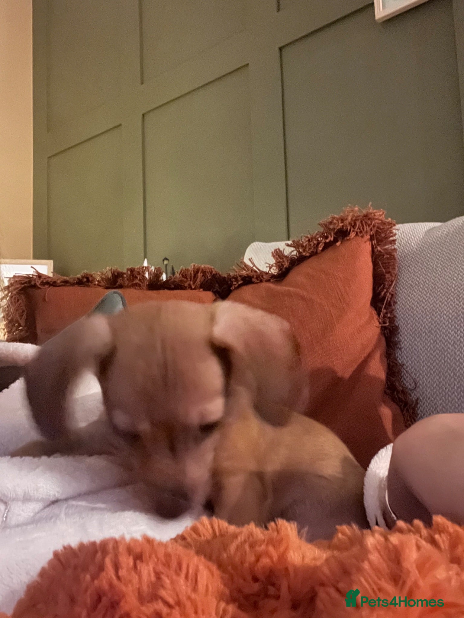 Chiweenie dogs Puppy for sale  - Advert 1