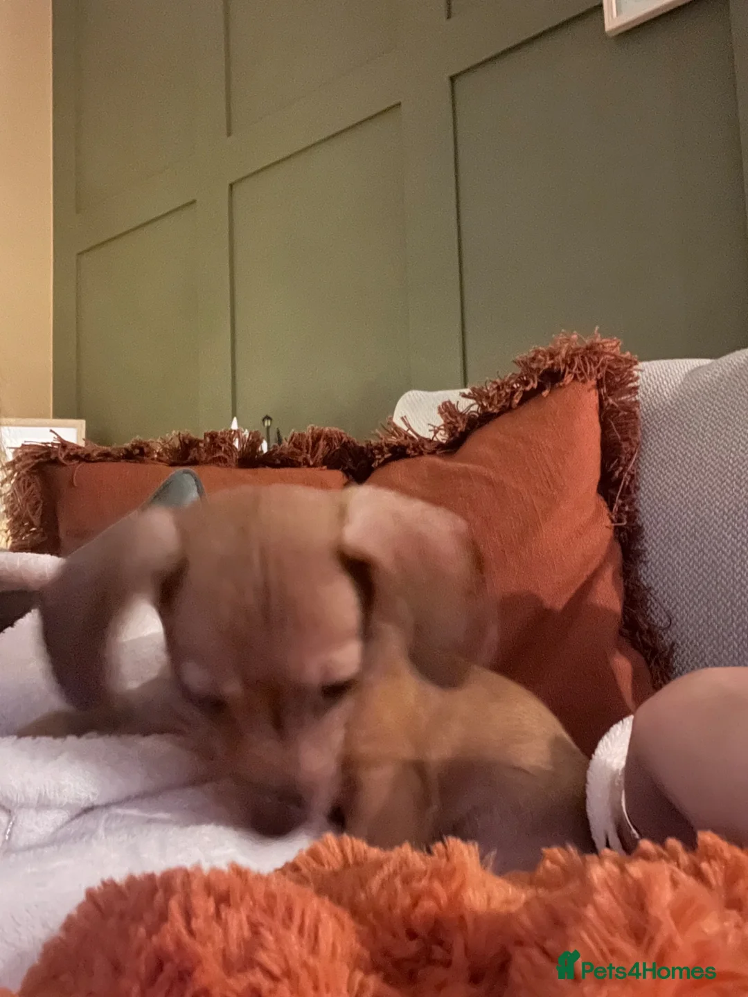 Chiweenie dogs for sale: Puppy for sale  - Advert 1
