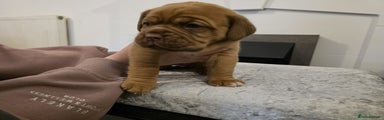 Dogue De Bordeaux Puppy 1
