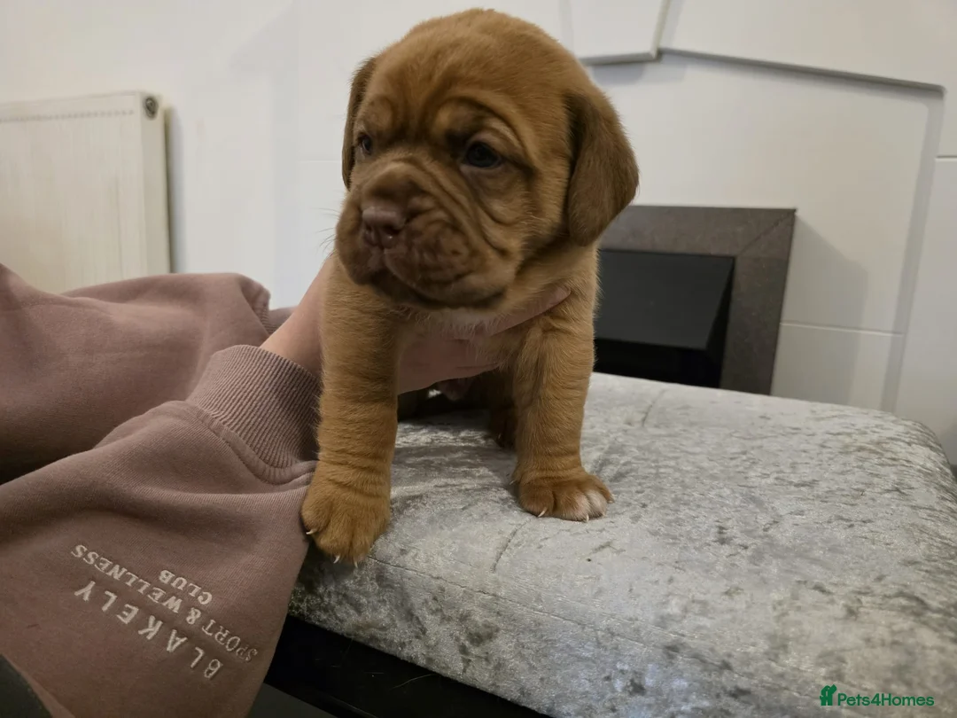 Dogue De Bordeaux dogs for sale: Just 1 male Dogue de bordeux puppy left for sale! - Advert 14
