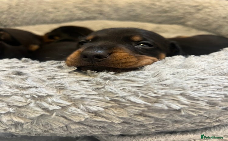 Dachshund dogs - Advert 6