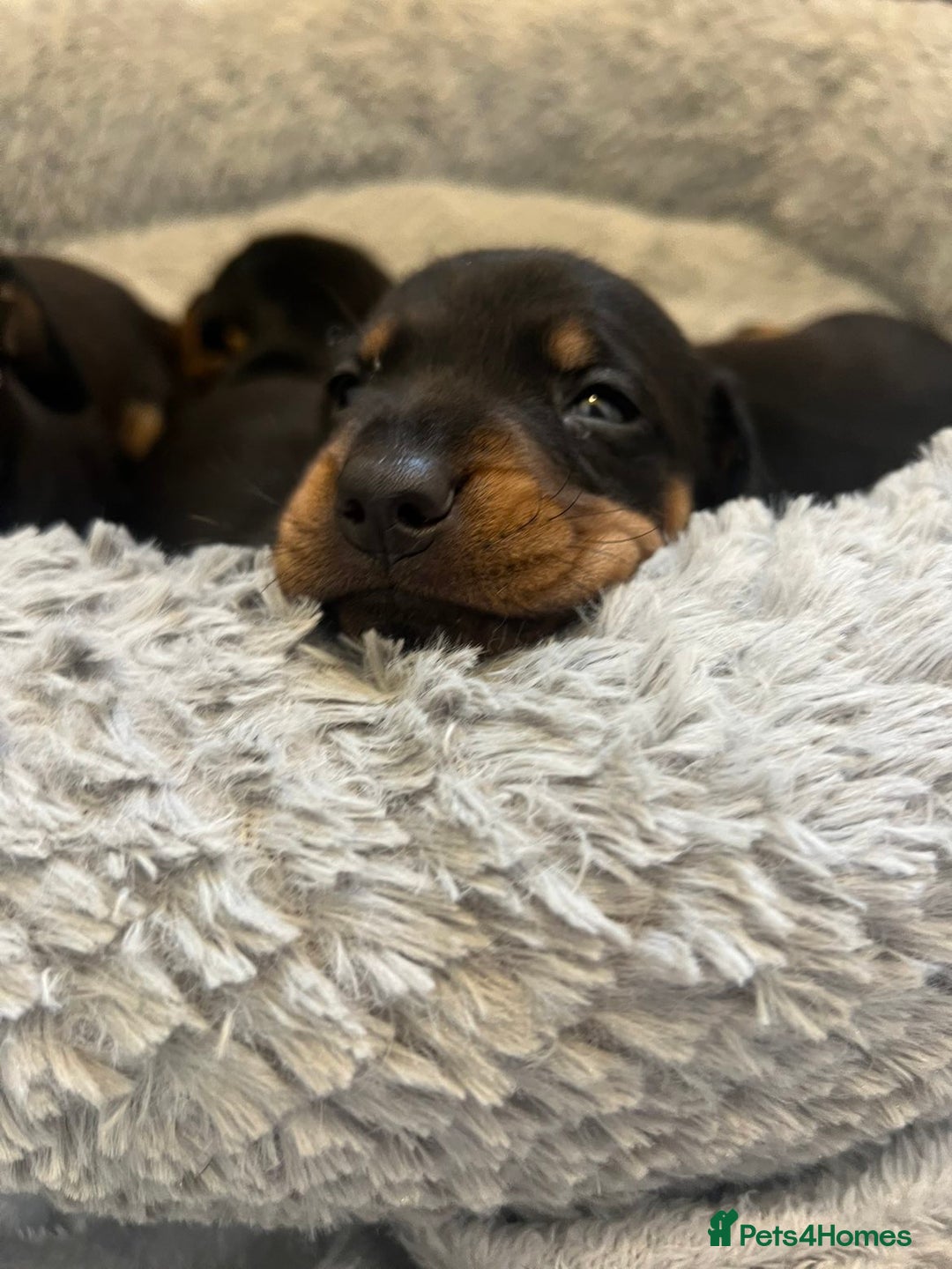 Dachshund dogs for sale: Dashound Puppies - Image 1