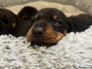 Dachshund dogs - Advert 4