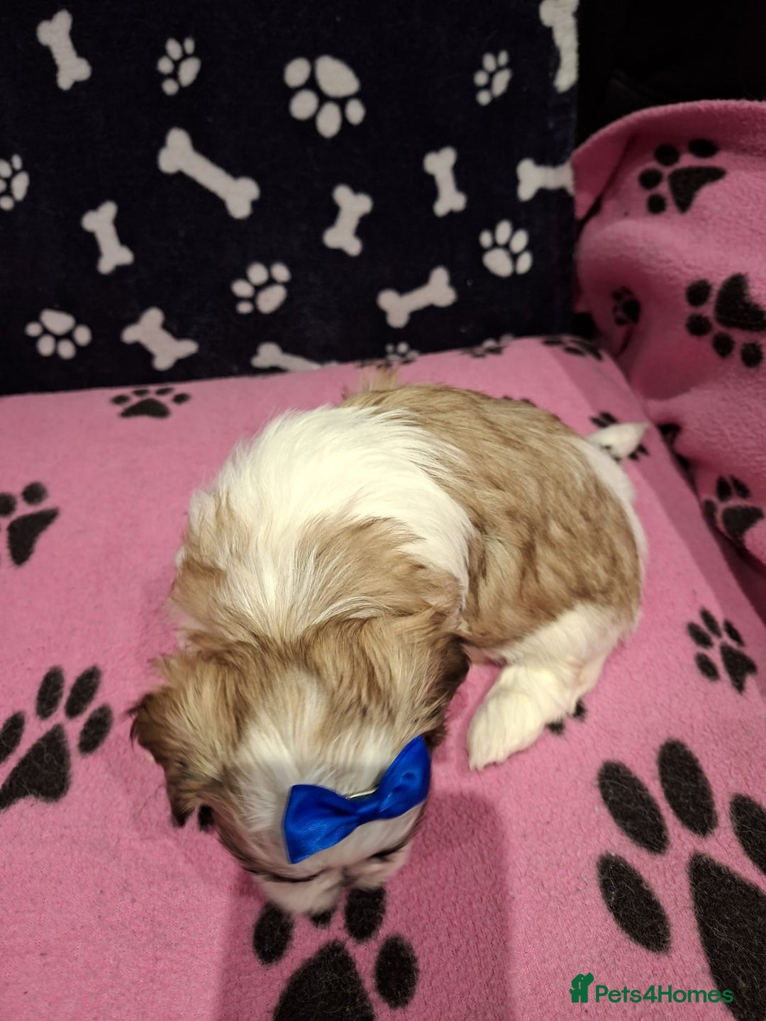Shih Tzu dogs for sale: Shih tzu puppies ready to reserve - Advert 10