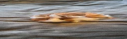 Guinea Pig rodents for sale: Elegant male guinea  - Advert 2