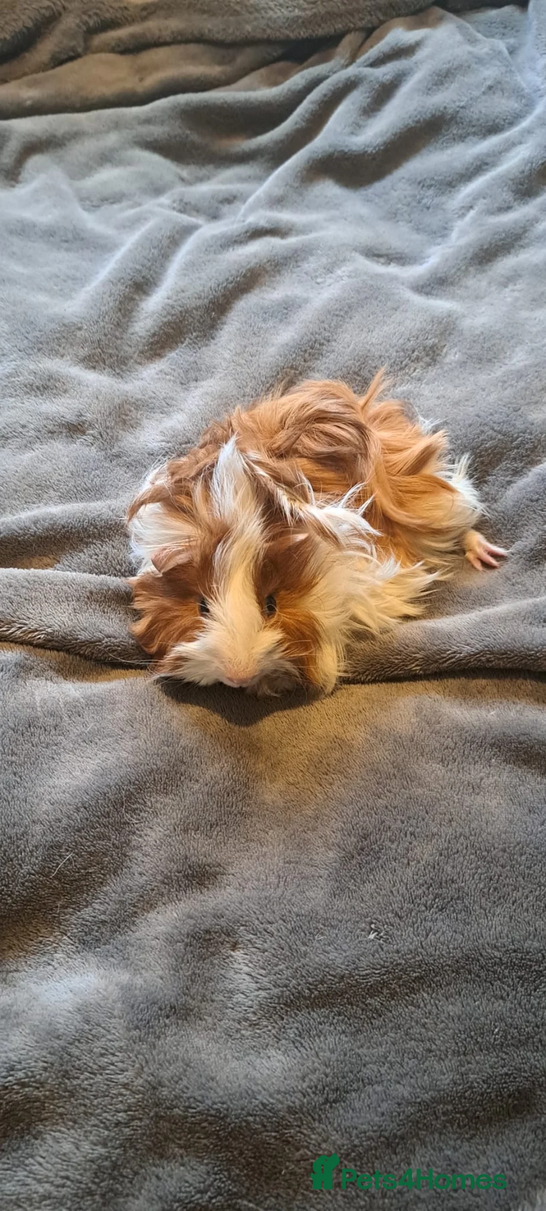Guinea Pig rodents for sale: Elegant male guinea  - Advert 2