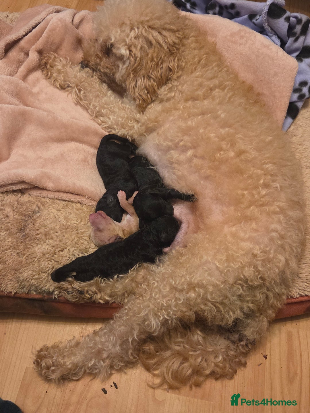 Toy Poodle dogs for sale: Kc reg male poodle  - Advert 6