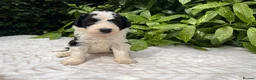 Bordoodle dogs for sale: F1 190+ genetic test clear - refund guarantee - Advert 10