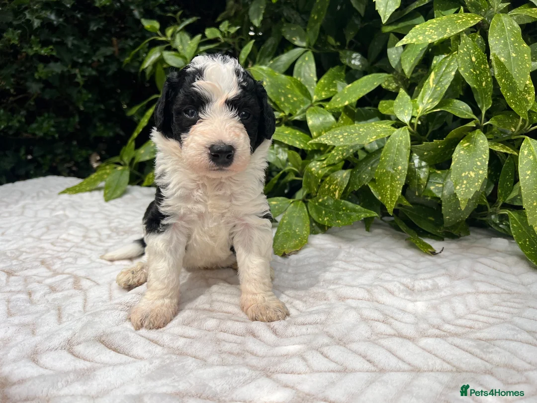 Bordoodle dogs for sale: F1 190+ genetic test clear - refund guarantee - Advert 10