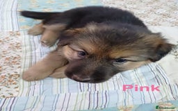 German Shepherd dogs for sale: KC Registered German Shepherd Puppies - Image 26