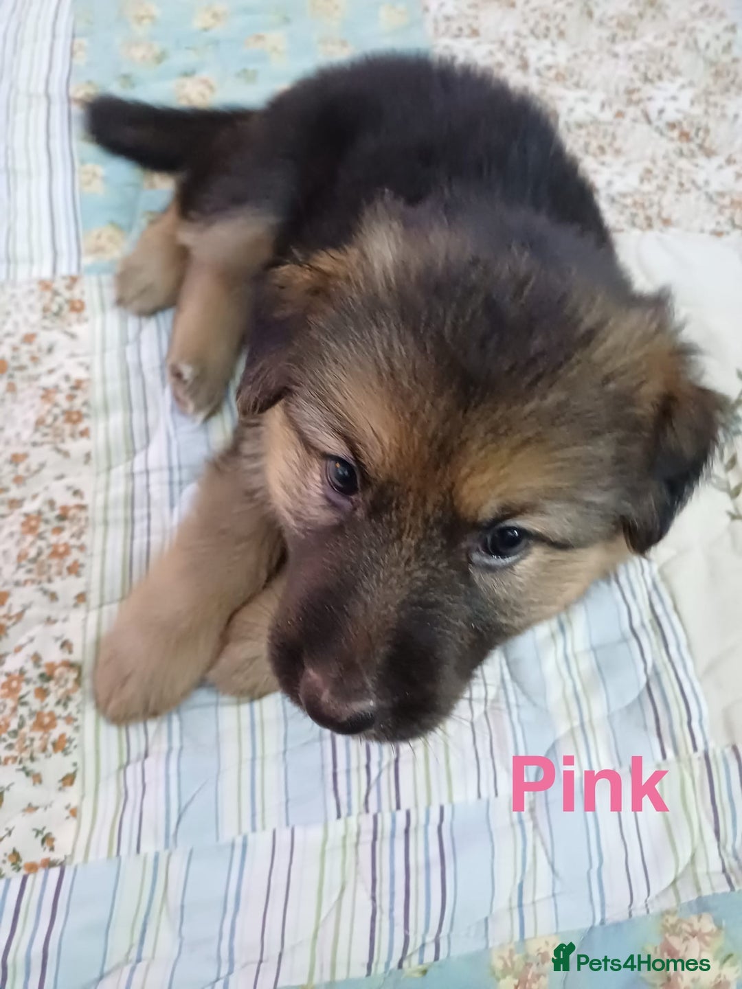 German Shepherd dogs for sale: KC Registered German Shepherd Puppies - Image 26