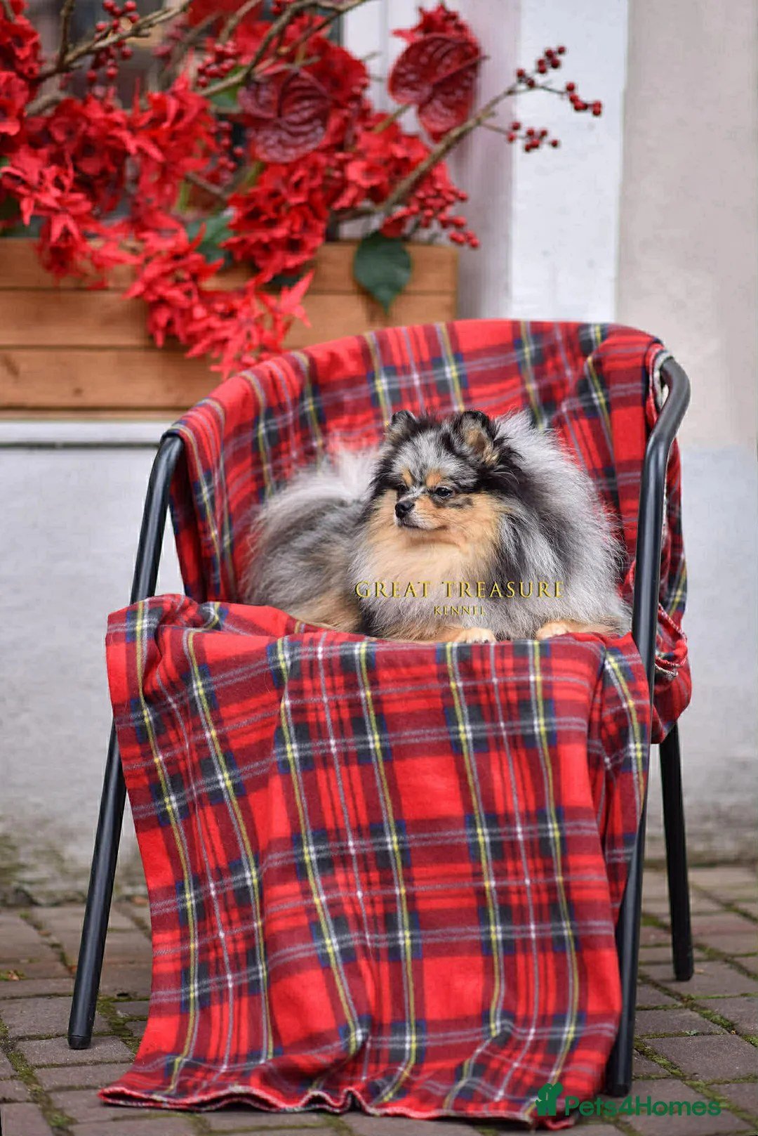 Pomeranian dogs for stud: 🏆STUNNING BLACK AND MERLE TAN STUD  - Advert 3