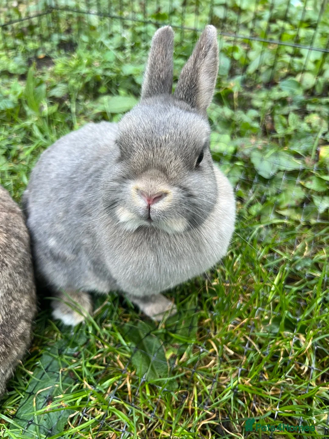 Netherland Dwarf rabbits for sale: 3 Netherland dwarf rabbits  - Advert 16