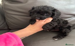 Cockapoo dogs for sale: For sale to beautiful pups  - Image 2