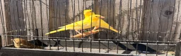 Canaries birds for sale: x3 hens canary’s fit and 2 harlequin males - Advert 6