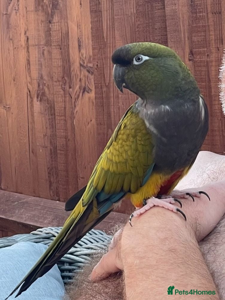 Parrots birds Patagonian Conure  - Advert 7
