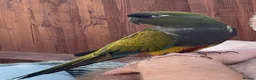 Parrots birds for sale: Patagonian Conure  - Advert 1
