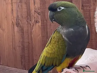 Parrots birds Patagonian Conure - Advert 2