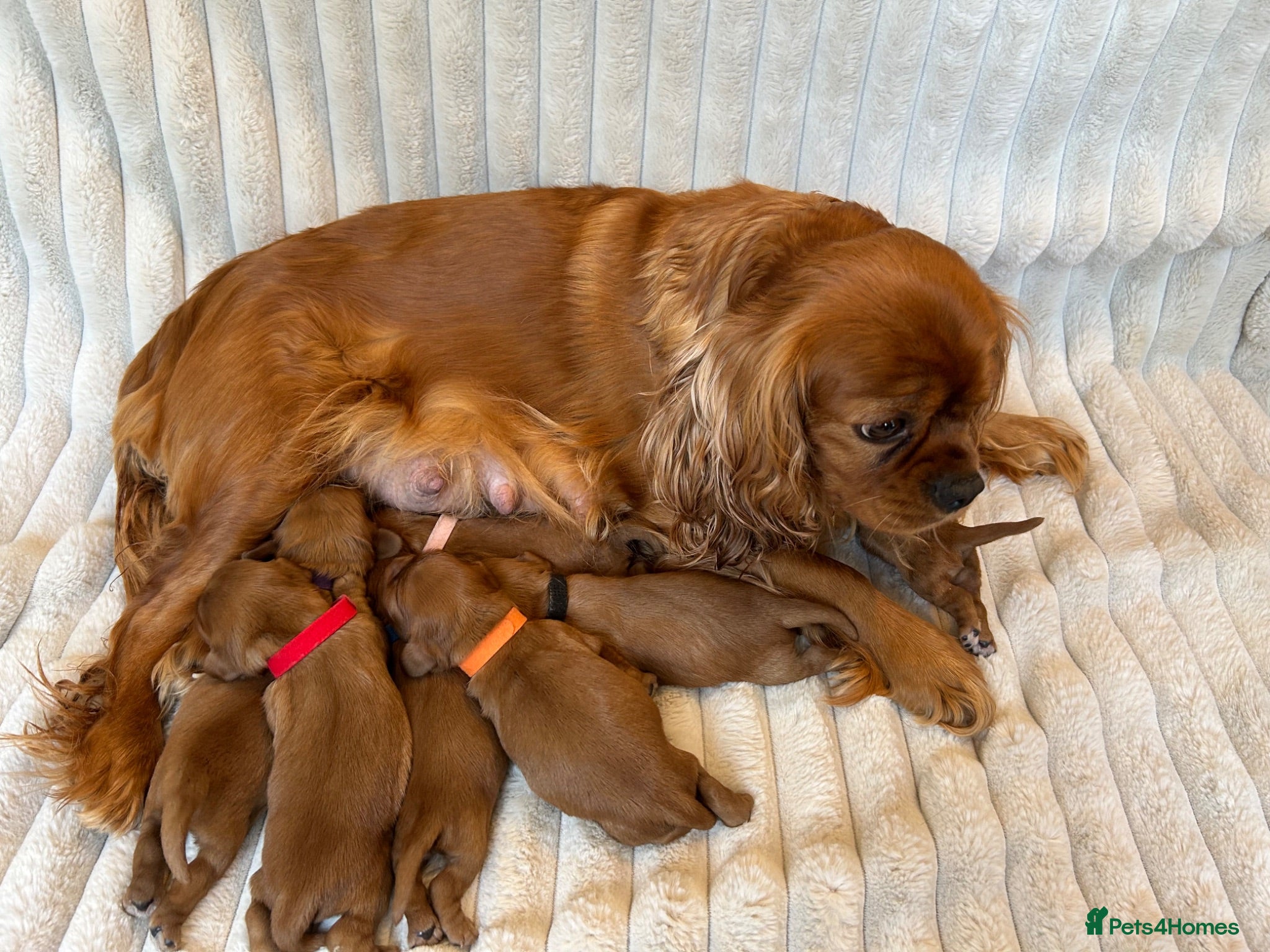 Cavalier King Charles Spaniel dogs Cavalier King Charles  - Advert 2