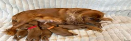 Cavalier King Charles Spaniel dogs for sale: Cavalier King Charles  - Advert 2