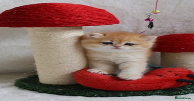 British Shorthair cats 🧿Exclusive Golden BritishShorthair ready 31.12 🧿 - Advert 12