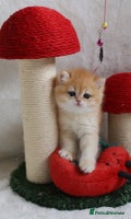 British Shorthair cats 🧿Exclusive Golden BritishShorthair ready 31.12 🧿 - Advert 3